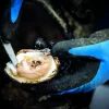 foto 4_Nieuwe oogst Zeeuwse oesters